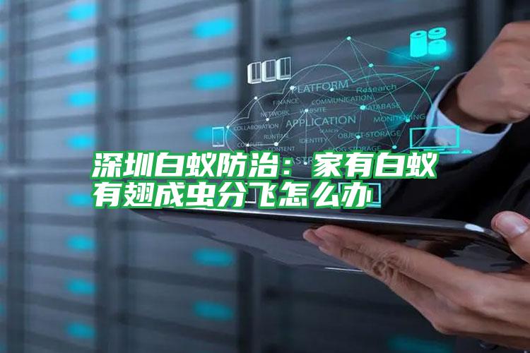 深圳白蚁防治:家有白蚁有翅成虫分飞怎么办