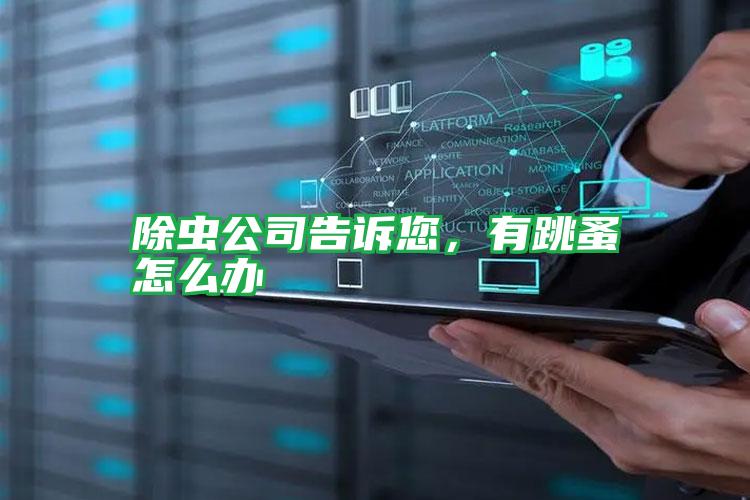 除虫公司告诉您,有跳蚤怎么办