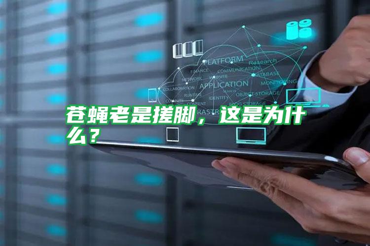 苍蝇老是搓脚,这是为什么?