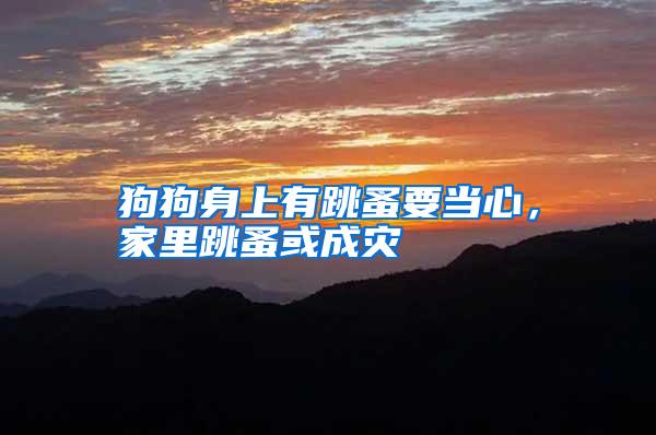 狗狗身上有跳蚤要当心,家里跳蚤或成灾