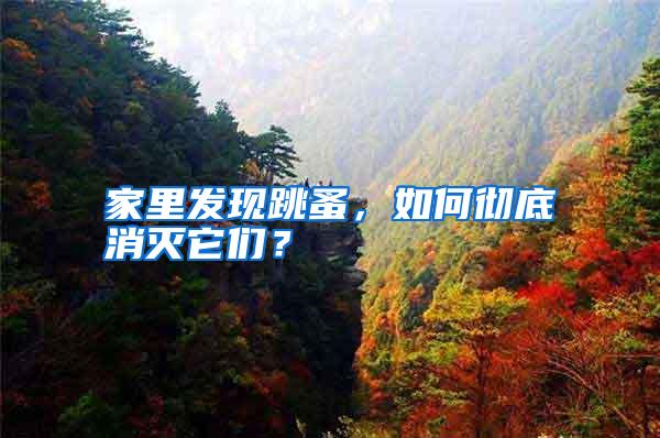 家里发现跳蚤,如何彻底消灭它们?