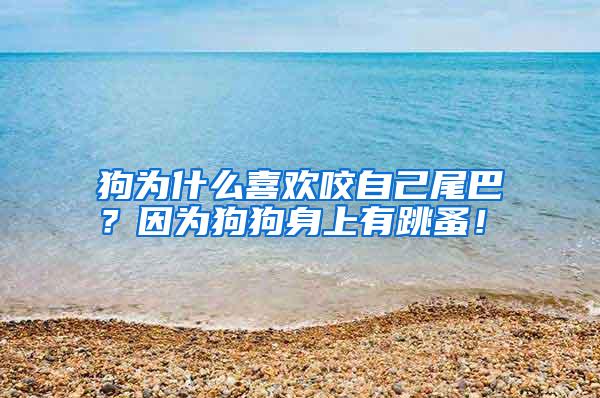 狗为什么喜欢咬自己尾巴?因为狗狗身上有跳蚤!