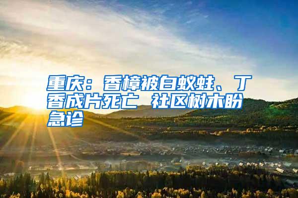 重庆:香樟被白蚁蛀、丁香成片死亡 社区树木盼急诊