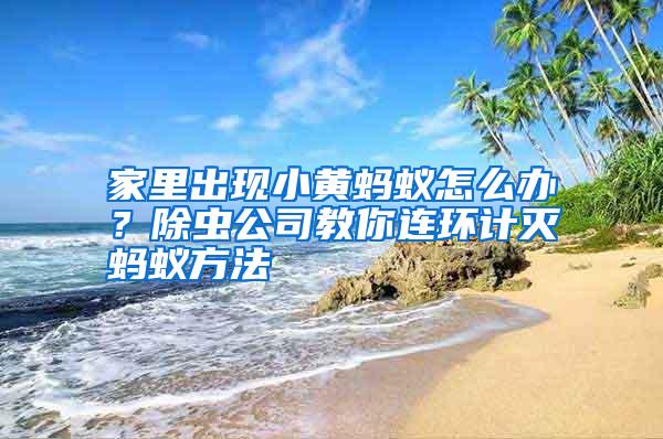 家里出现小黄蚂蚁怎么办?除虫公司教你连环计灭蚂蚁方法