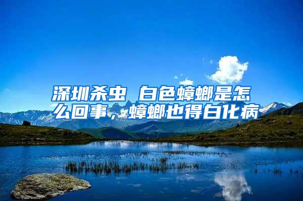 深圳杀虫 白色蟑螂是怎么回事,蟑螂也得白化病