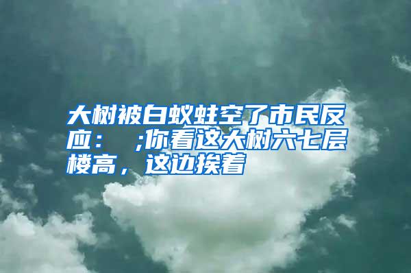 大树被白蚁蛀空了市民反应: ;你看这大树六七层楼高,这边挨着
