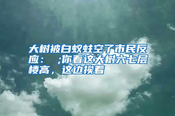 大树被白蚁蛀空了市民反应： ;你看这大树六七层楼高，这边挨着