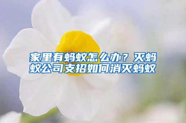 家里有蚂蚁怎么办？灭蚂蚁公司支招如何消灭蚂蚁