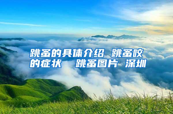 跳蚤的具体介绍 跳蚤咬的症状 跳蚤图片 深圳