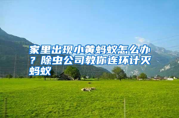 家里出现小黄蚂蚁怎么办?除虫公司教你连环计灭蚂蚁