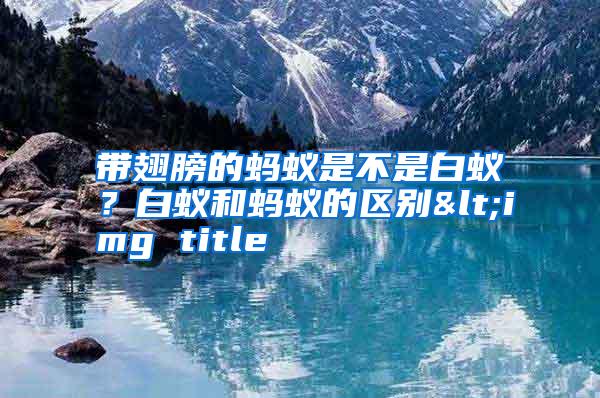 带翅膀的蚂蚁是不是白蚁?白蚁和蚂蚁的区别<img title
