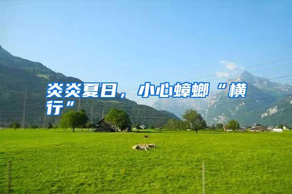 炎炎夏日，小心蟑螂“横行”