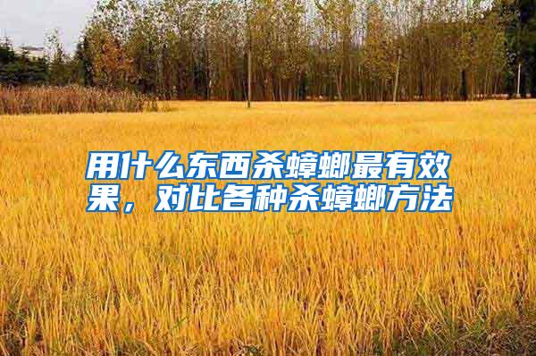 用什么东西杀蟑螂最有效果,对比各种杀蟑螂方法