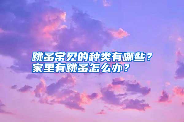 跳蚤常见的种类有哪些?家里有跳蚤怎么办?