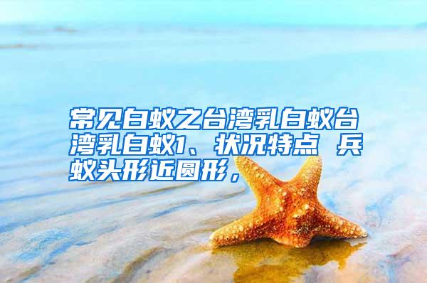 常见白蚁之台湾乳白蚁台湾乳白蚁1、状况特点 兵蚁头形近圆形,