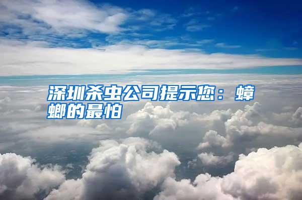 深圳杀虫公司提示您:蟑螂的最怕