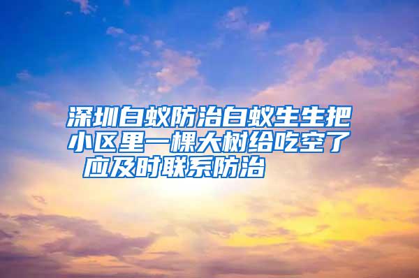 深圳白蚁防治白蚁生生把小区里一棵大树给吃空了 应及时联系防治