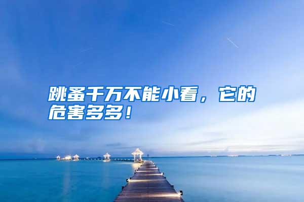 跳蚤千万不能小看,它的危害多多!