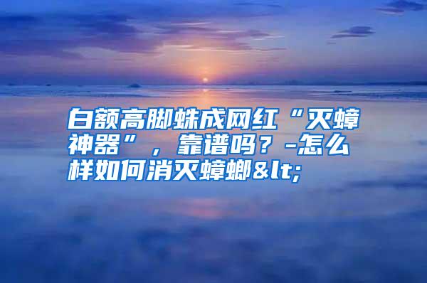 白额高脚蛛成网红“灭蟑神器”，靠谱吗？-怎么样如何消灭蟑螂<