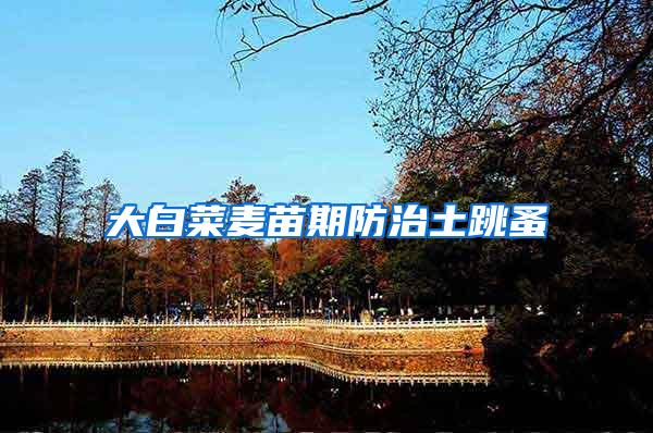 大白菜麦苗期防治土跳蚤