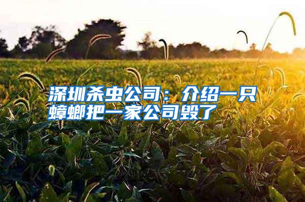 深圳杀虫公司：介绍一只蟑螂把一家公司毁了