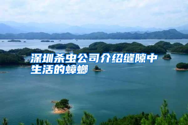 深圳杀虫公司介绍缝隙中生活的蟑螂