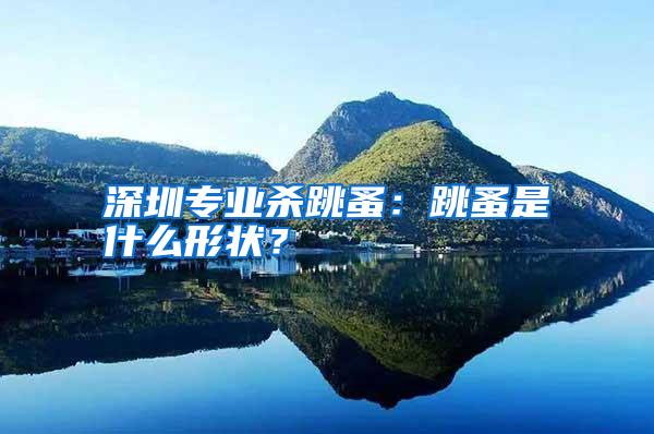 深圳专业杀跳蚤:跳蚤是什么形状?