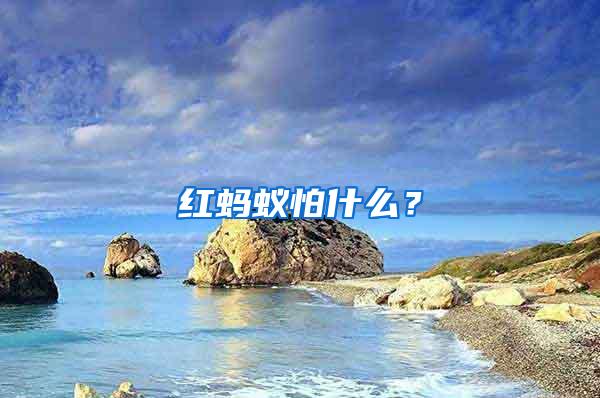 红蚂蚁怕什么?