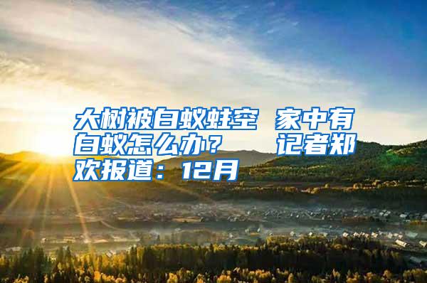 大树被白蚁蛀空 家中有白蚁怎么办? 记者郑欢报道:12月