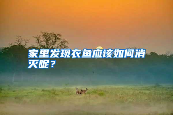家里发现衣鱼应该如何消灭呢?