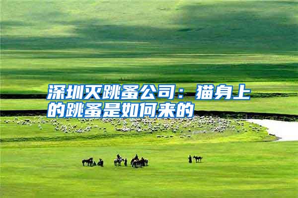 深圳灭跳蚤公司:猫身上的跳蚤是如何来的