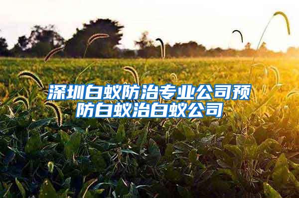 深圳白蚁防治专业公司预防白蚁治白蚁公司