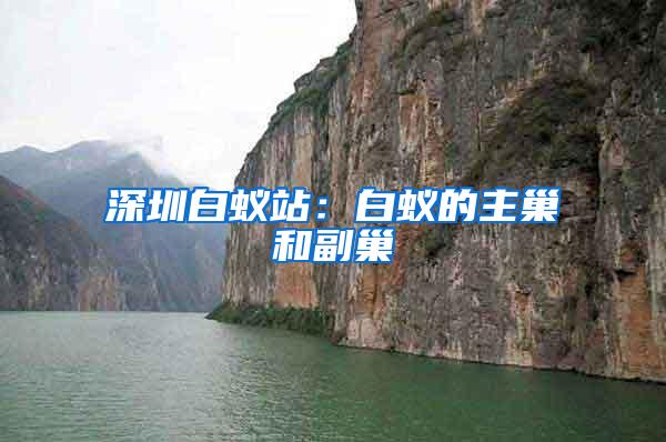 深圳白蚁站：白蚁的主巢和副巢
