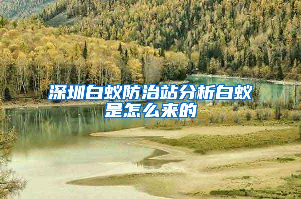 深圳白蚁防治站分析白蚁是怎么来的