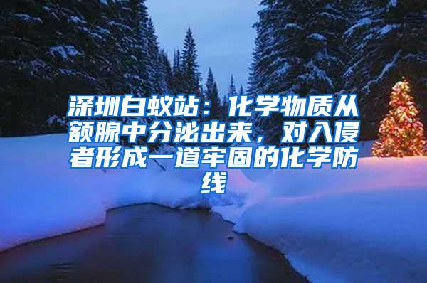 深圳白蚁站：化学物质从额腺中分泌出来，对入侵者形成一道牢固的化学防线