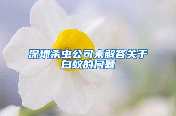 深圳杀虫公司来解答关于白蚁的问题