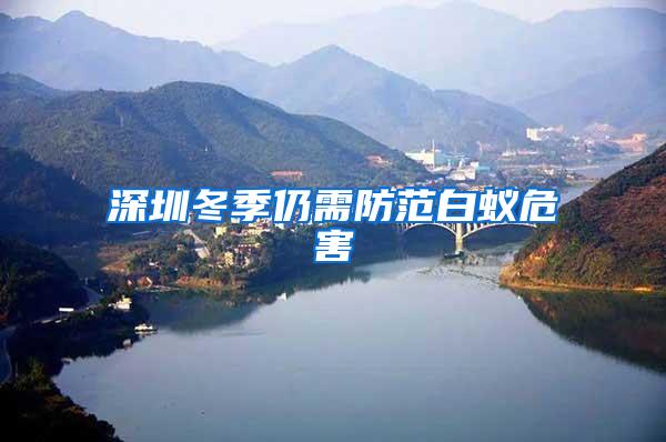 深圳冬季仍需防范白蚁危害