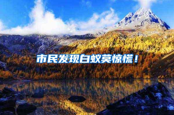 市民发现白蚁莫惊慌！