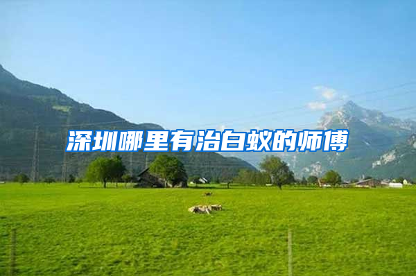 深圳哪里有治白蚁的师傅