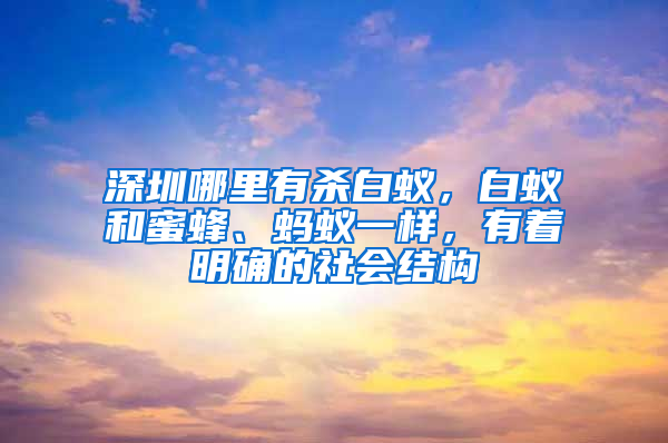 深圳哪里有杀白蚁，白蚁和蜜蜂、蚂蚁一样，有着明确的社会结构