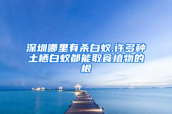 深圳哪里有杀白蚁,许多种土栖白蚁都能取食植物的根