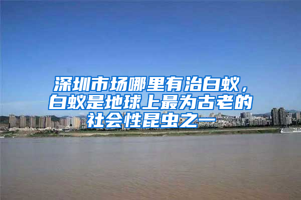 深圳市场哪里有治白蚁，白蚁是地球上最为古老的社会性昆虫之一