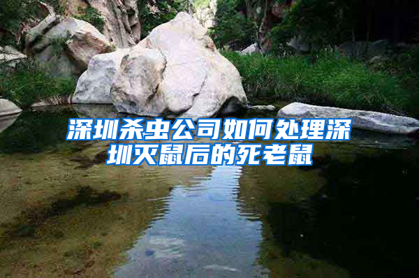深圳杀虫公司如何处理深圳灭鼠后的死老鼠