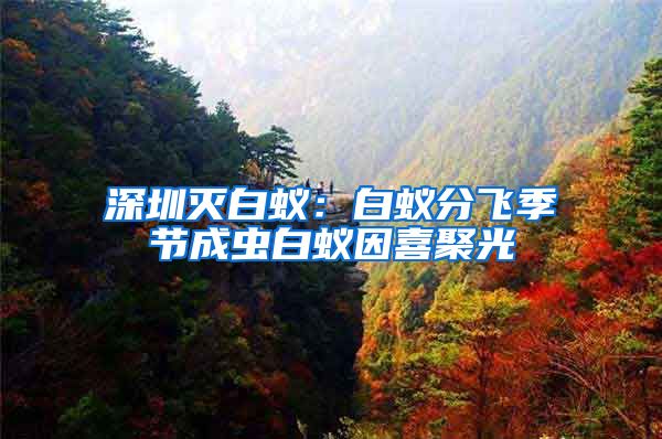 深圳灭白蚁：白蚁分飞季节成虫白蚁因喜聚光