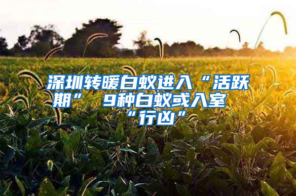 深圳转暖白蚁进入“活跃期” 9种白蚁或入室“行凶”