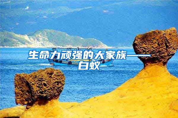 生命力顽强的大家族——白蚁