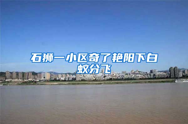 石狮一小区奇了艳阳下白蚁分飞