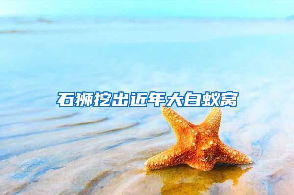石狮挖出近年大白蚁窝