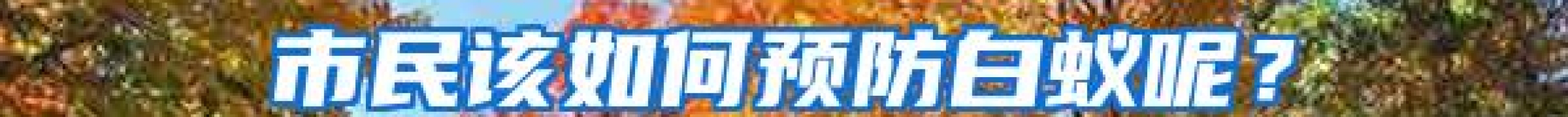 市民该如何预防白蚁呢？