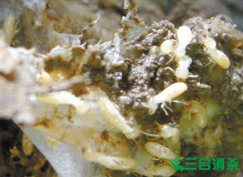 防治白蚁,白蚁防治方法 白蚁怎么治,白蚁防治方法
